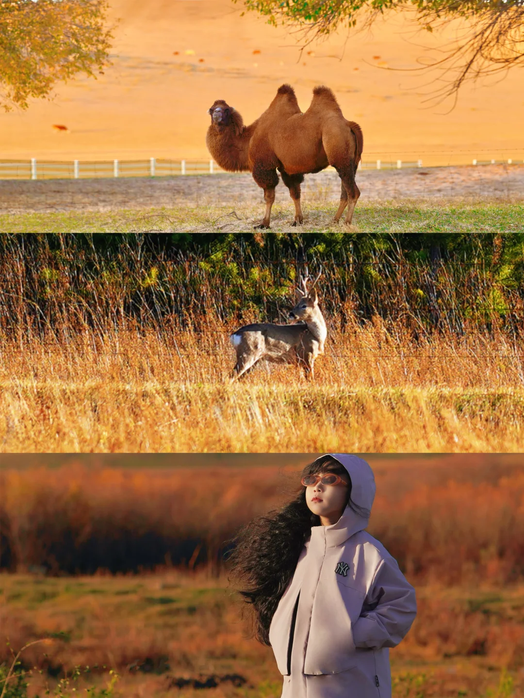 北京赏秋第❺站｜秋意浓遇🦌白尾鹿🍄挖赤松茸