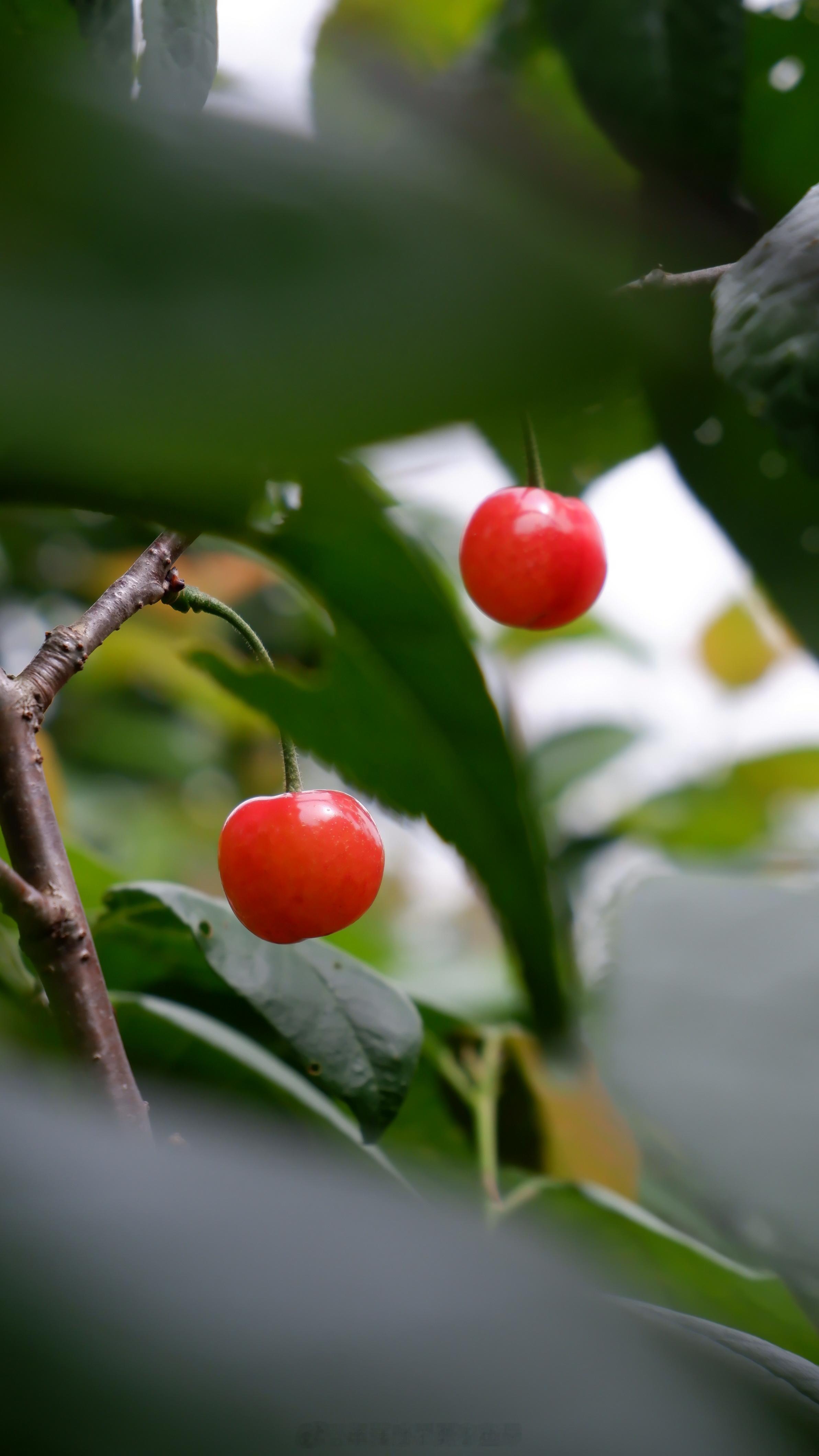 赶上了短暂的樱桃季(๑>◡