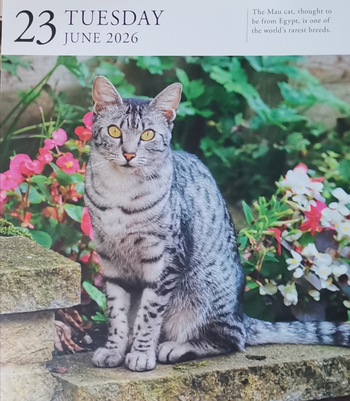 猫宁。今日多帅强弟暂不出镜。一日二猫，洋猫中猫，一睡一醒。