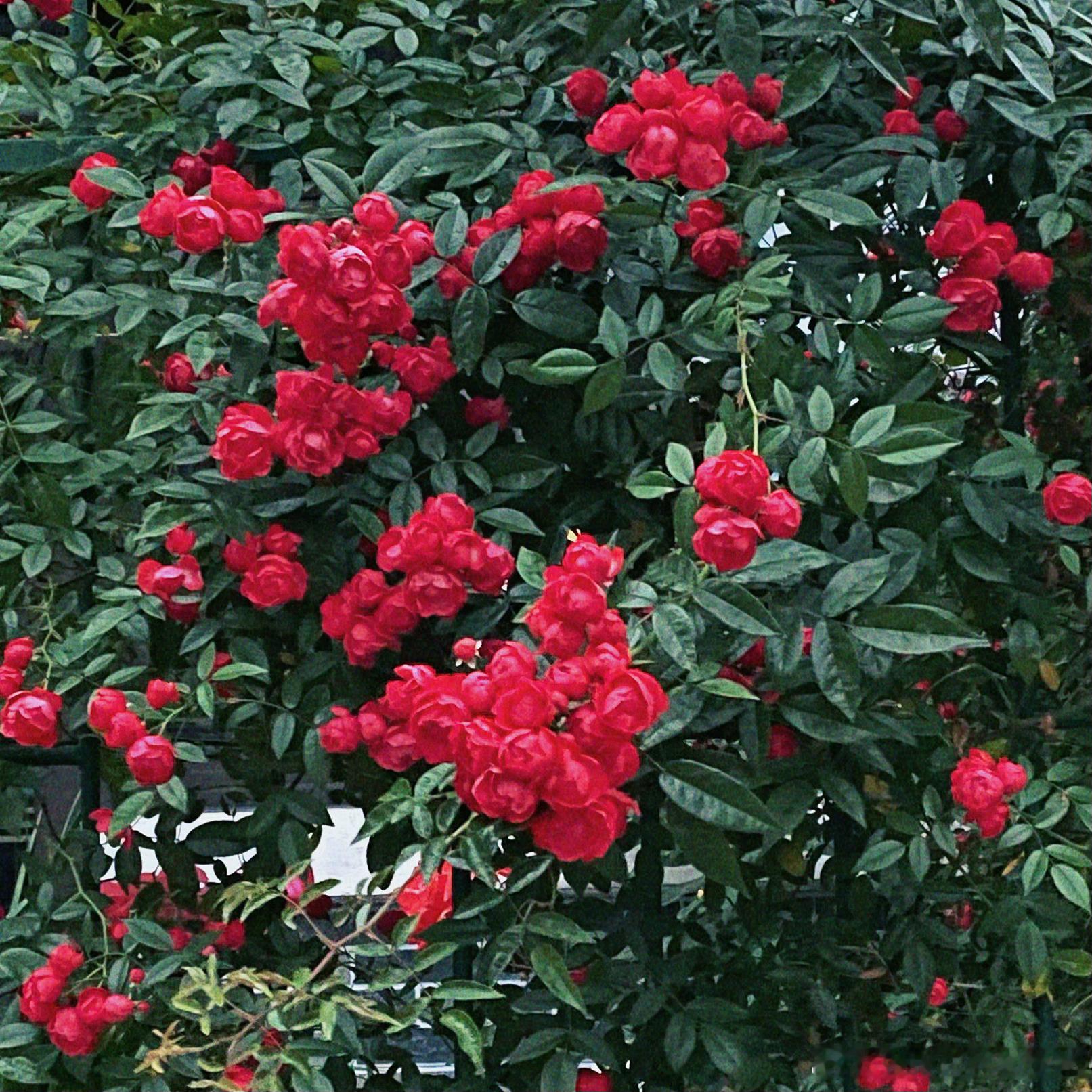 花朵盛开的季节🌺 想看看大家拍的漂亮花花～ ​​​