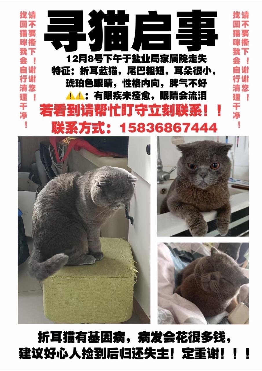 #寻猫启示##冬日姜温暖# 河南省商丘市民权县城关镇道南盐业局家属院，一只叫杰哥
