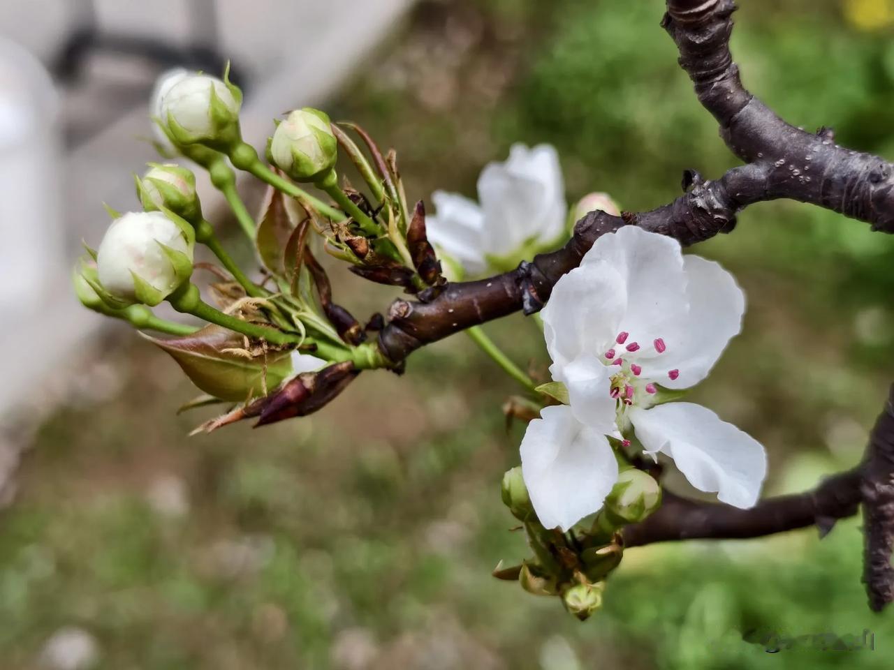 张雪峰走了，走得出人意料，也让太多人惊醒。

人们常说，不知道明天和意外哪个先来