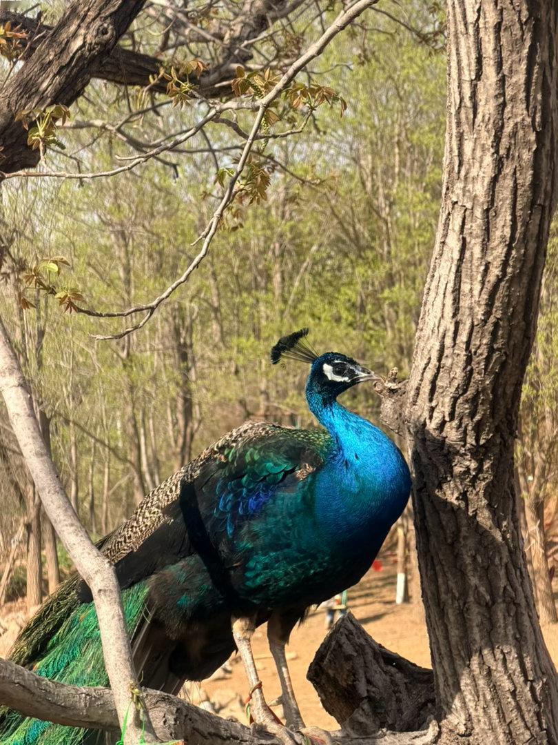 今儿天气不错，还遇到了一只孔雀