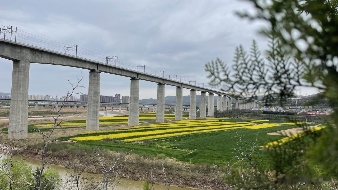 在陕西彬州，发现了一处很美的春景！
昨天，从陕西彬州城区出发，去断泾村的路上，一