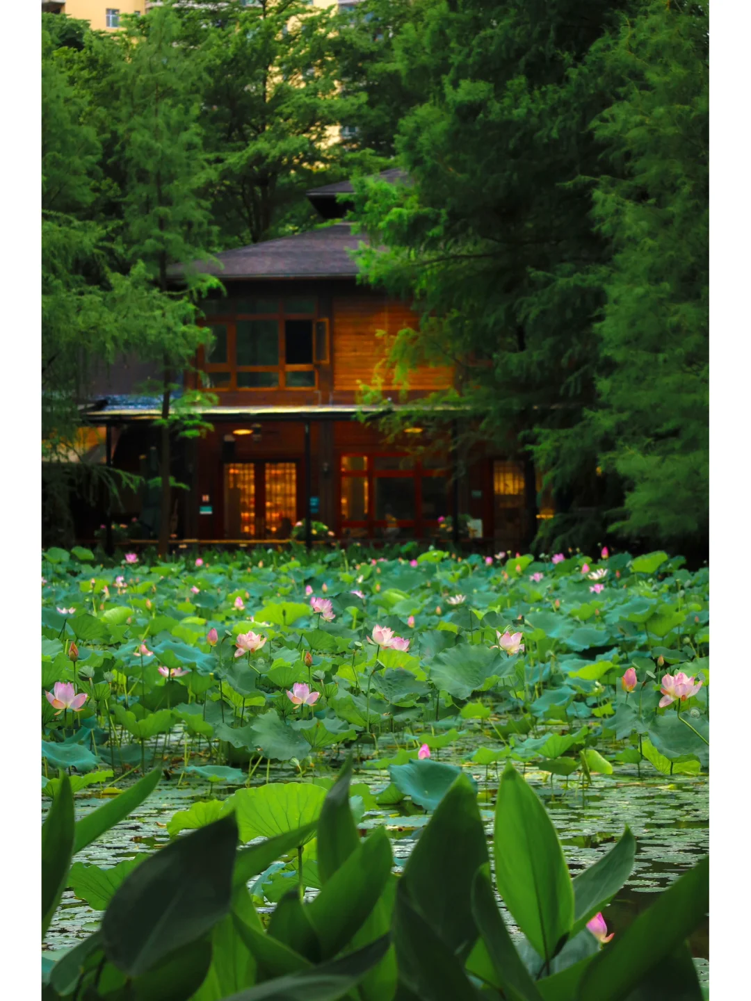 在广州CBD的荷花池避世书屋📚我可以待一天