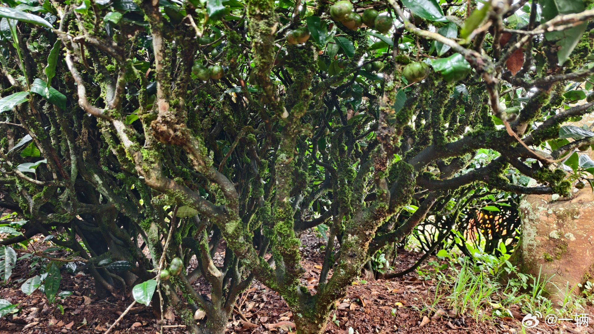 仅凭这几张图，你能知道这是什么叶？🌿 ​​​