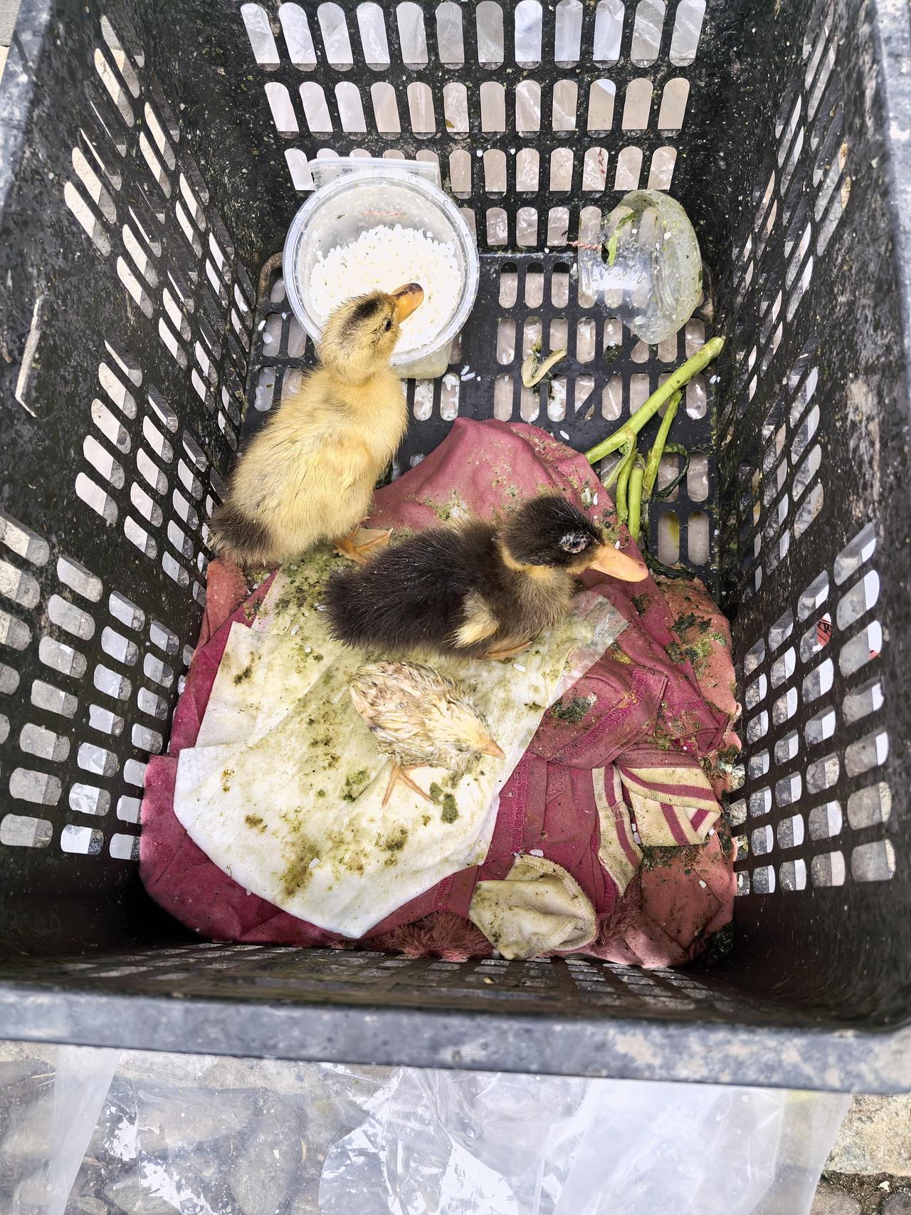 一对小夫妻刚成家，还在蜜月中。可问题来了一串，如何解题呢？

1，五常白米饭+苏