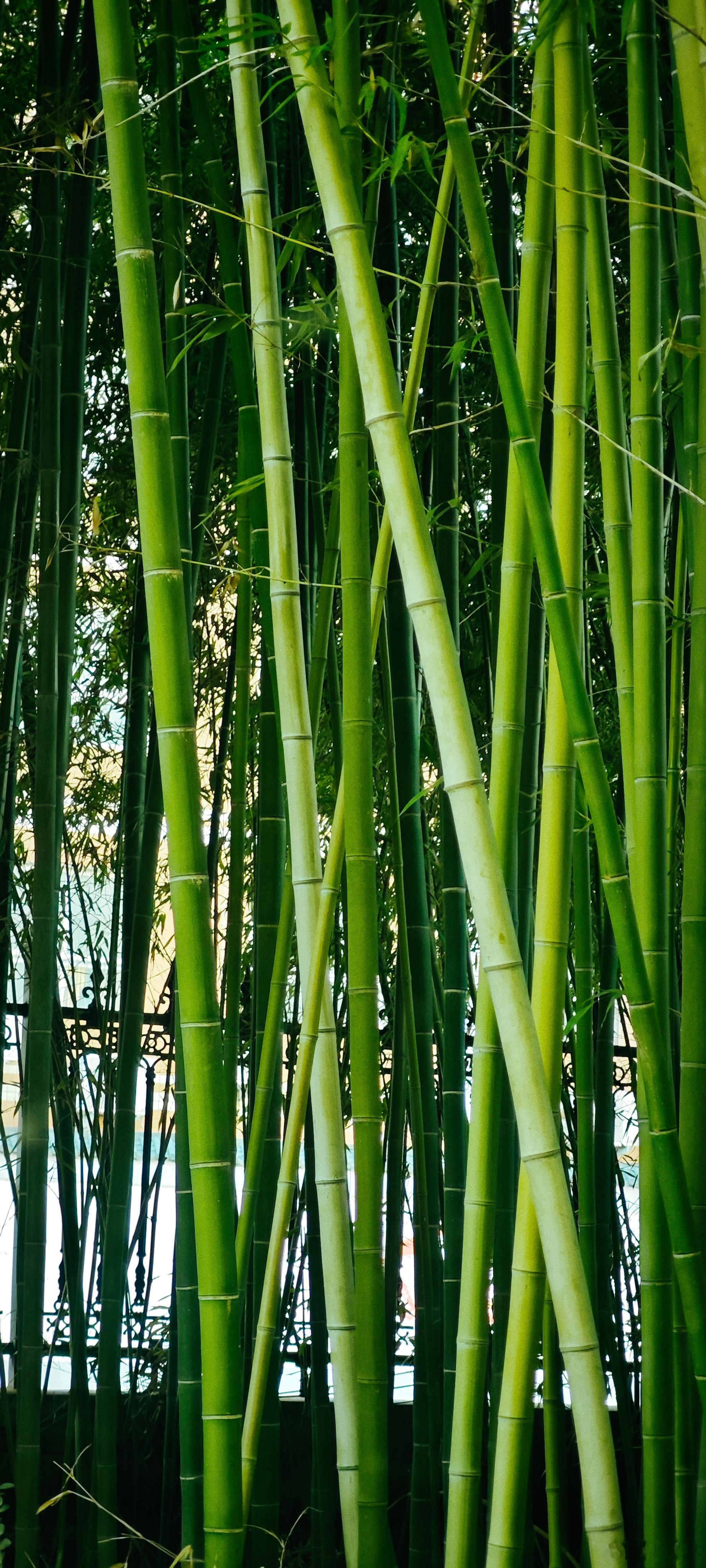 冬日的校园，虽然没有了春天的繁花似锦，夏天的绿树成荫，秋天的硕果累累，但它的静谧