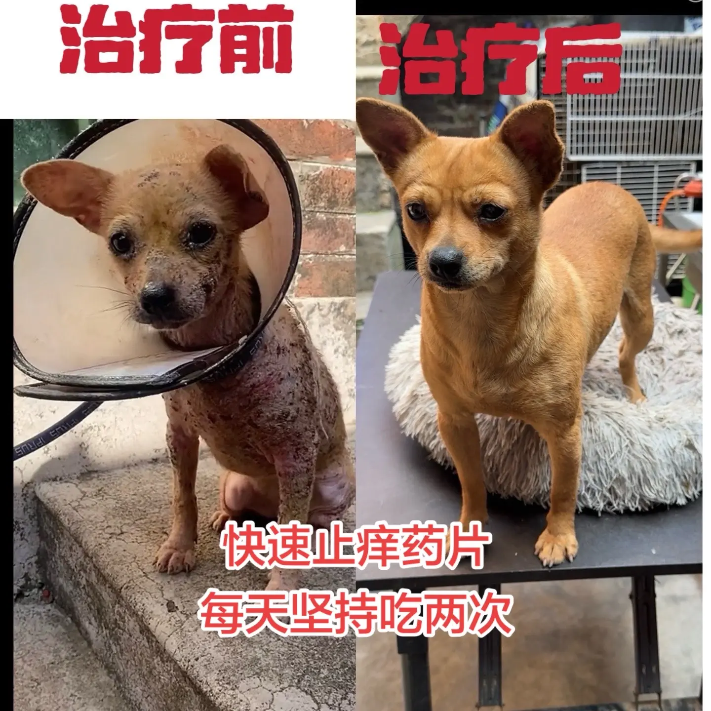 当元元皮肤病严重的时候，我去宠物医院花了8000多块钱都没有冶好，后面...