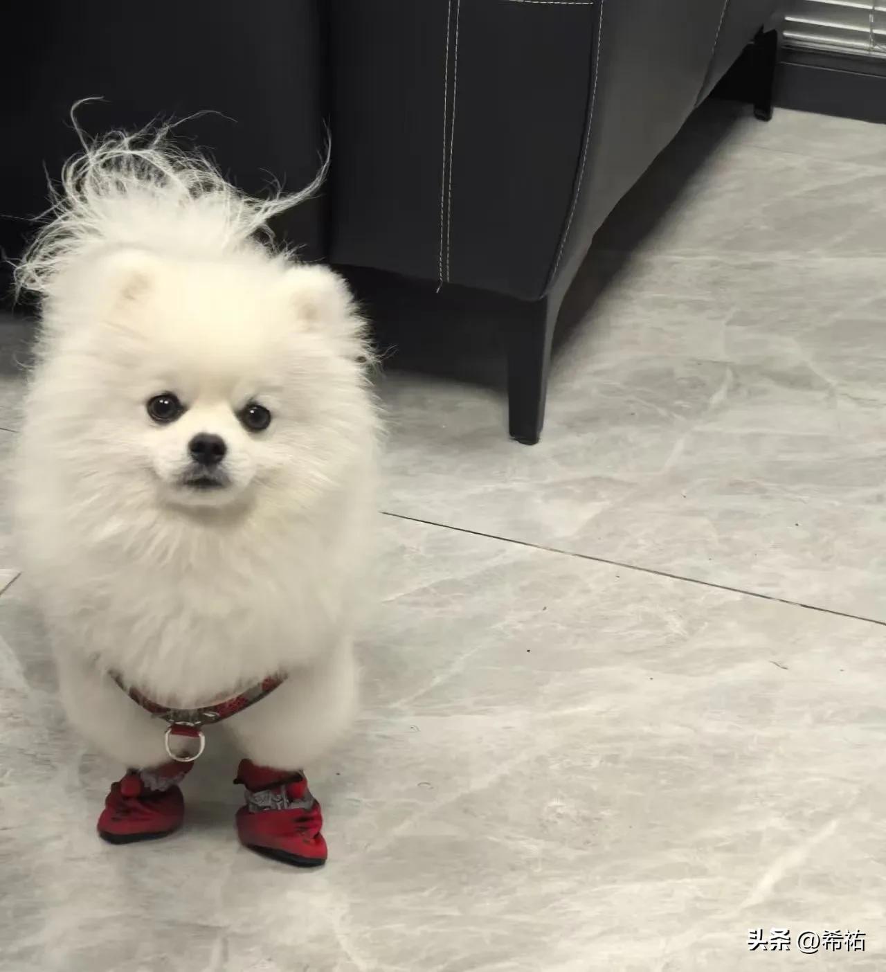 这是一个疯狂的时代！乱世人不如太平犬，你能想象太平年的宠物多幸福吗？她穿鞋子啦！