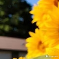 0000向日葵的种植一、土壤选择：可选择沙质壤土或壤土，播种前可施足基肥，如腐熟