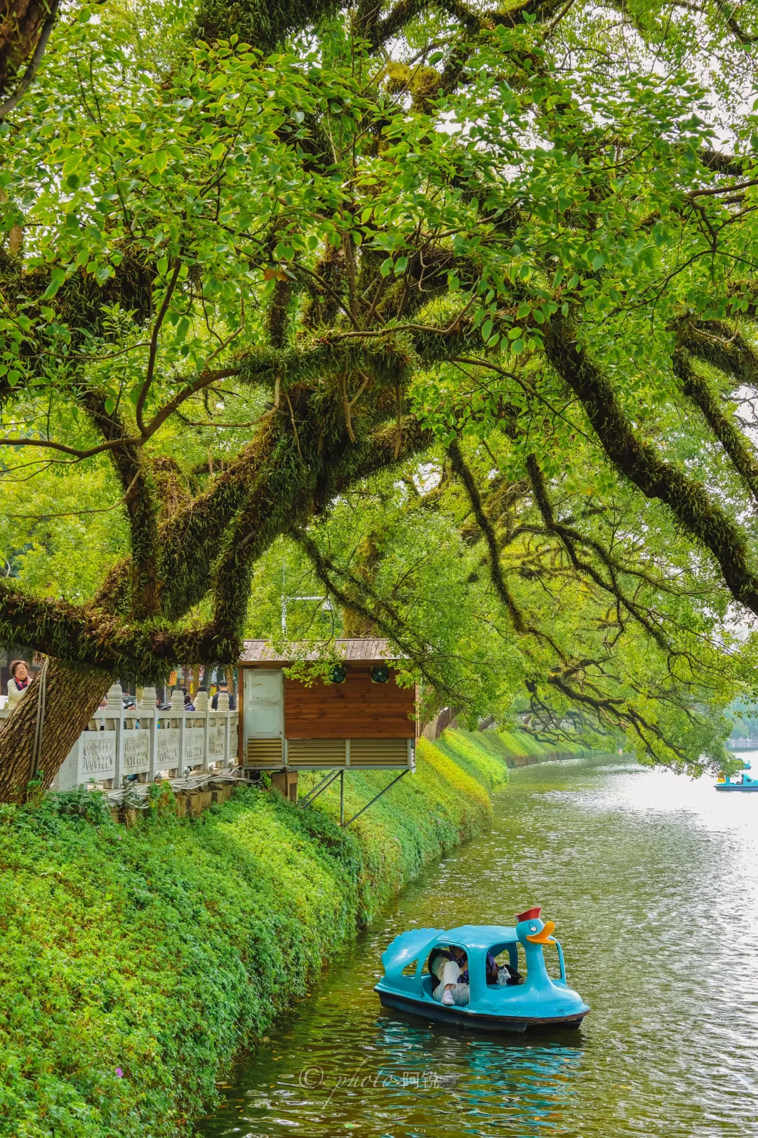 潮州西湖的 氛围感一条路加一棵树🎄