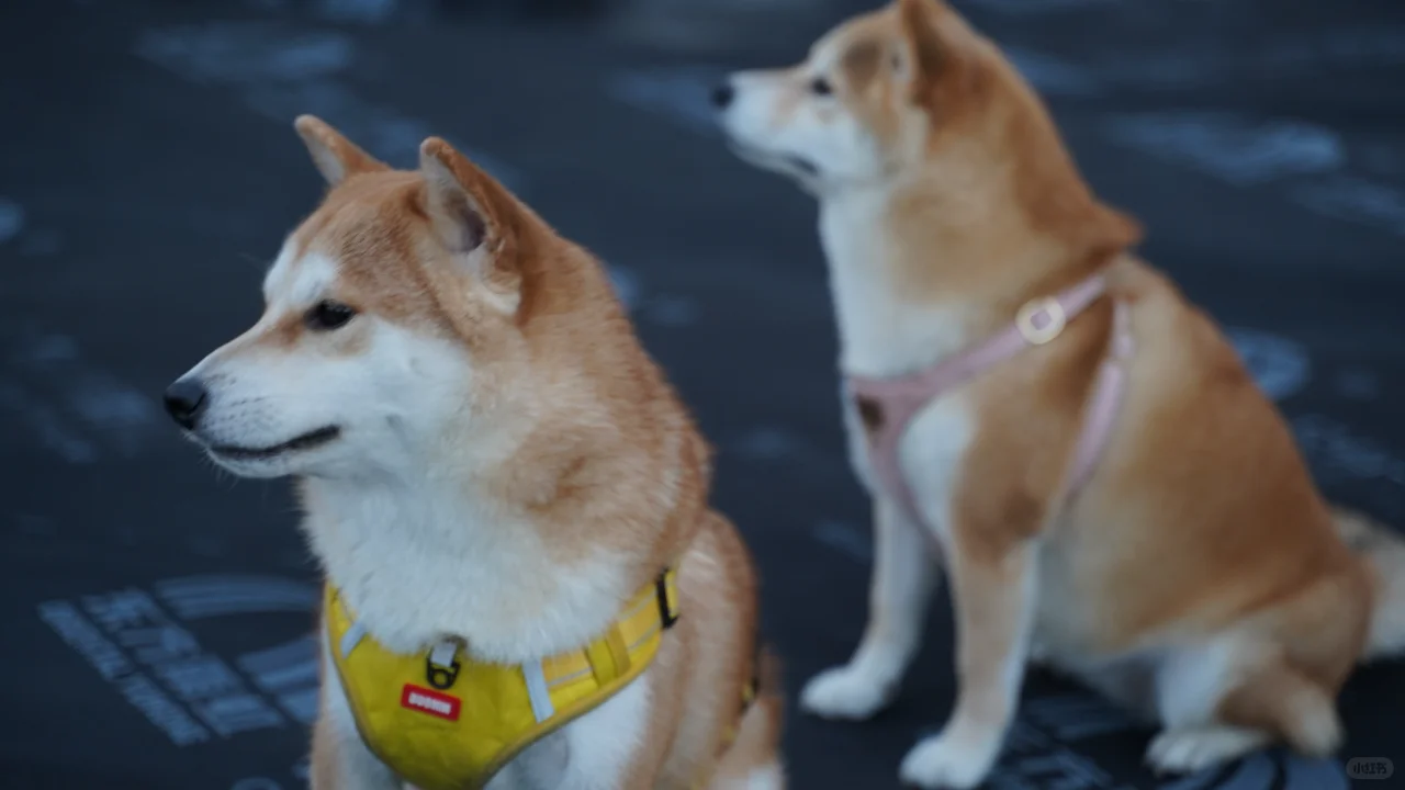 爱笑的柴犬 运气不会差！