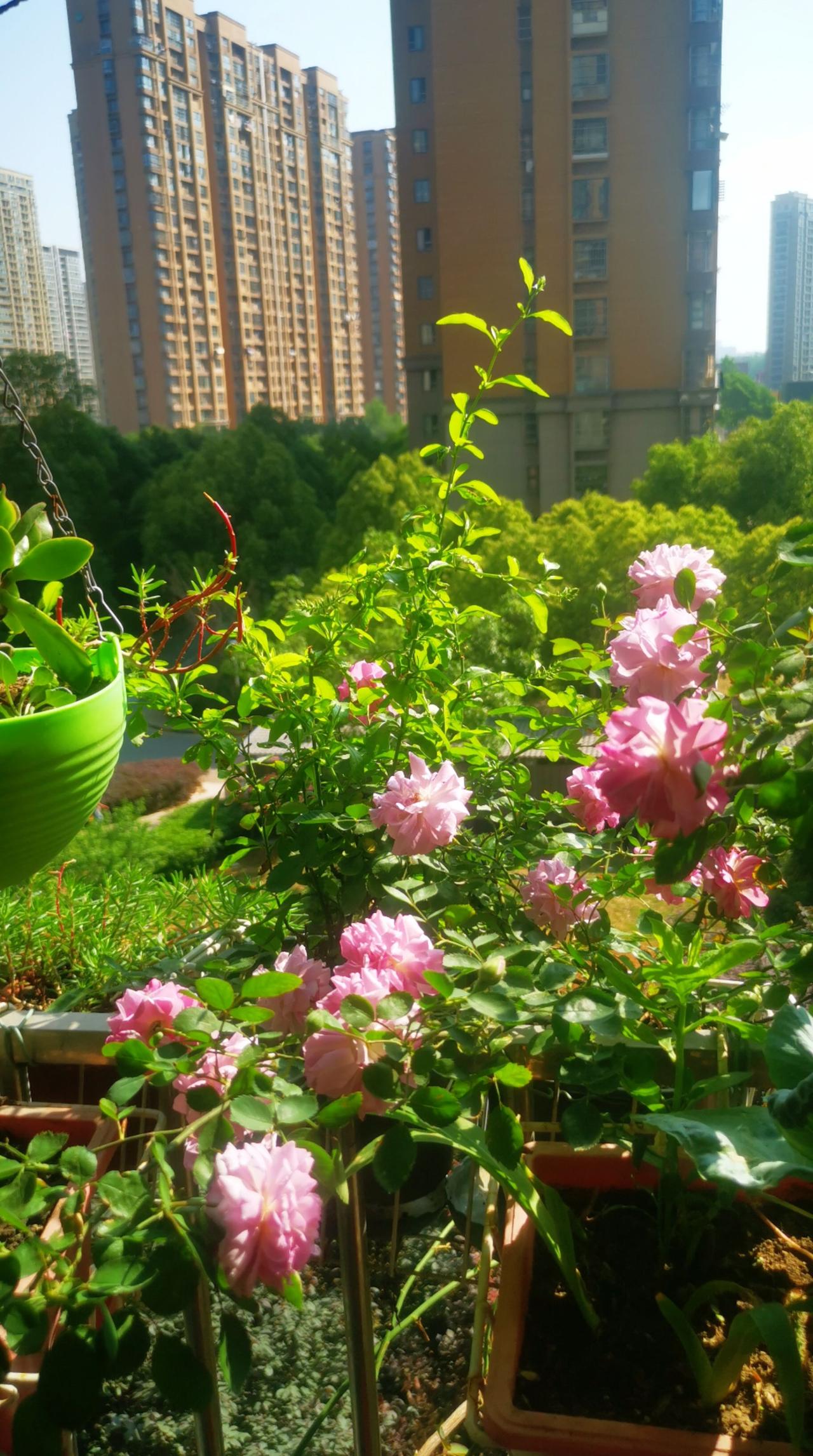 生活不会给你惊喜，但要为了明天去继续🌹🇨🇳🙏🏻