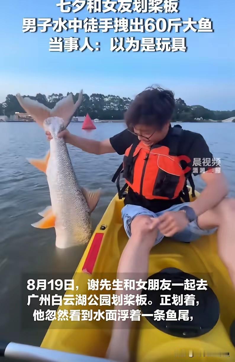 七夕白云湖奇遇！划桨板随手拽起60斤巨型鳡鱼，拍完照又放回湖里
 
七夕佳节，广
