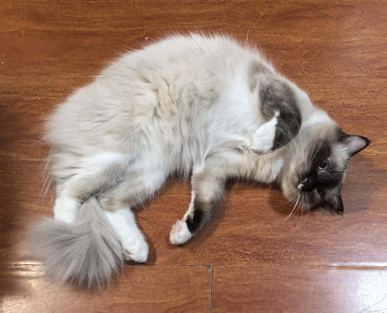 想问下养过布偶猫的朋友，布偶猫是否值得入手？
 
一直很喜欢布偶猫温柔的长相，听