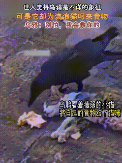 谁能想到！救了饿晕流浪猫的，竟然是一只乌鸦😭
 
看完这一幕，再也不敢说动物没