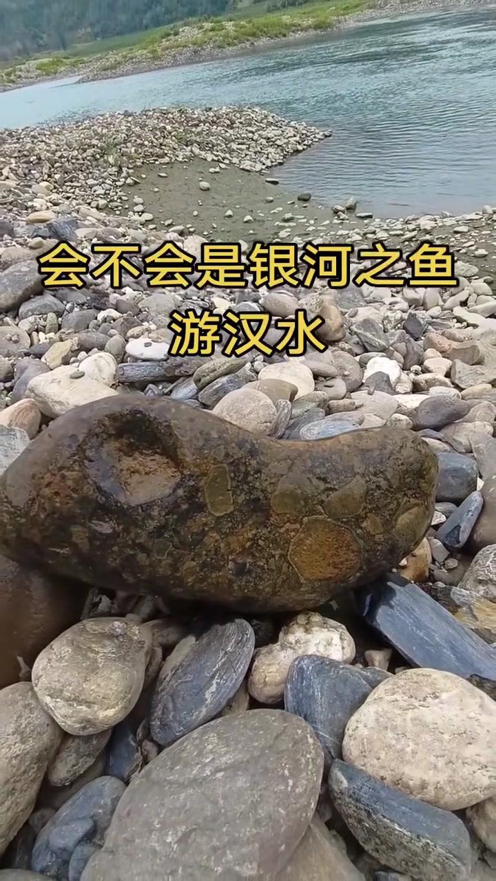 又到汉江寻石，这次有惊喜！

1️⃣汉江偶遇：今天又来了，上次看到的魚形角砾岩应