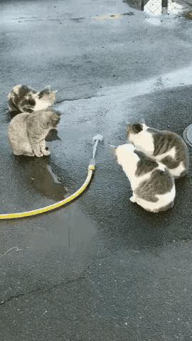 一直很好奇，为什么它们能这么快！🙀