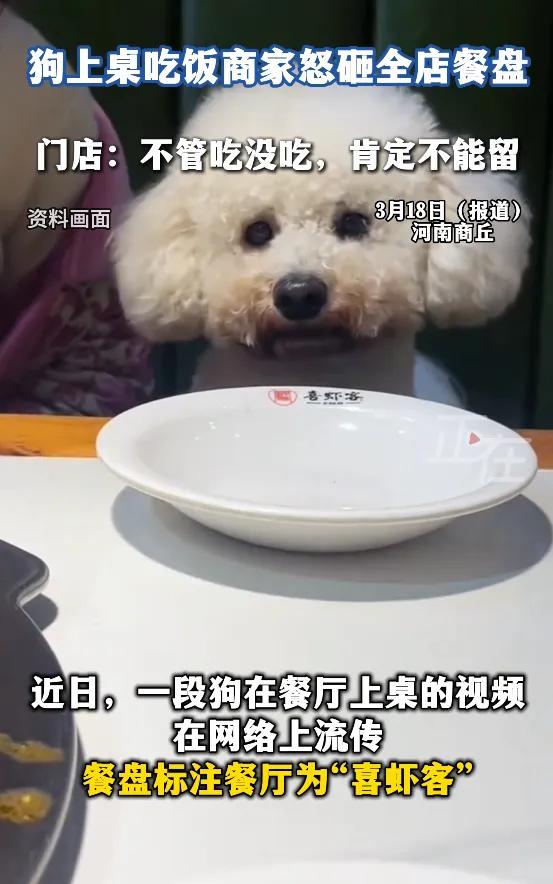 河南一餐厅发现有小狗上桌吃饭，商家怒砸全店餐盘：不管吃没吃，肯定不能再用，以后都