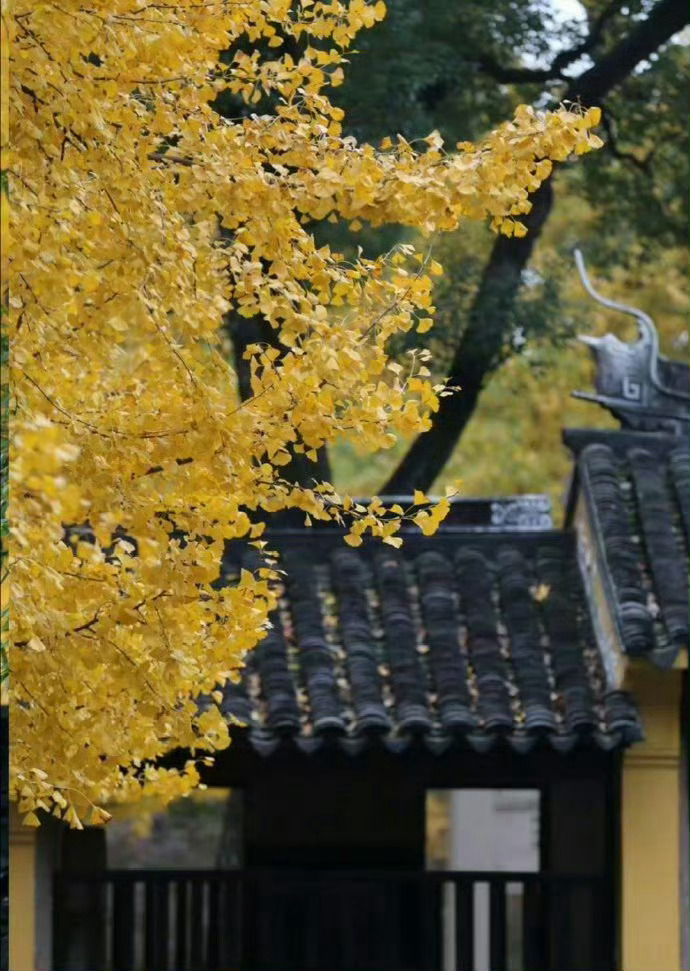 苏州天平山，深秋山林静悄悄。 ​ ​​​