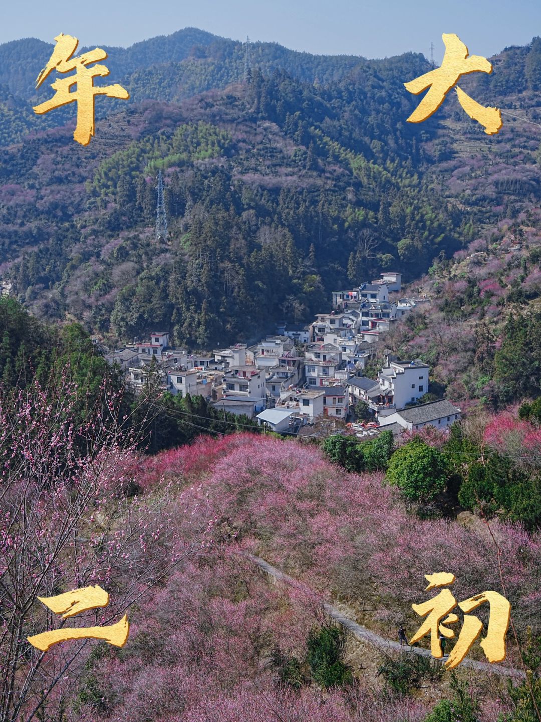春节慢乐 | 大鱼徽州过年啦！年初二赏梅花‼️