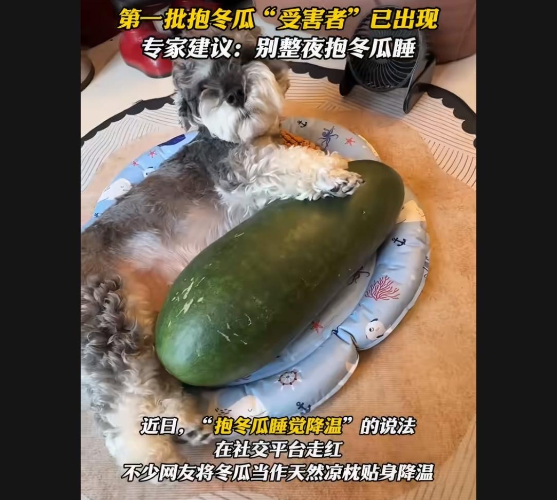 “抱冬瓜睡觉能降温”——这偏方最近火了。结果第一批“受害者”已经出现：半夜“炸瓜