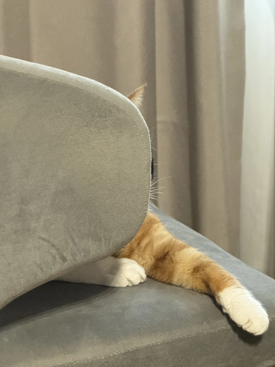 猫猫祟祟