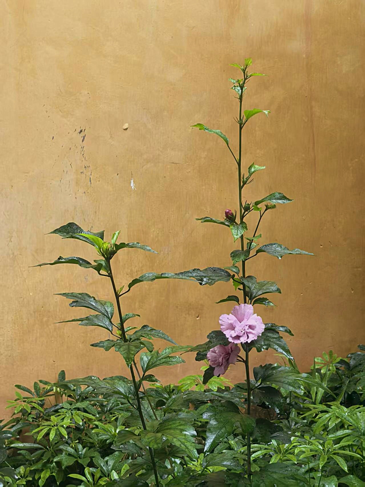 贾柯分享了泉州承天寺的木槿，花枝映黄墙，一瞬成古画。才知道这是弘一的最终落脚处。