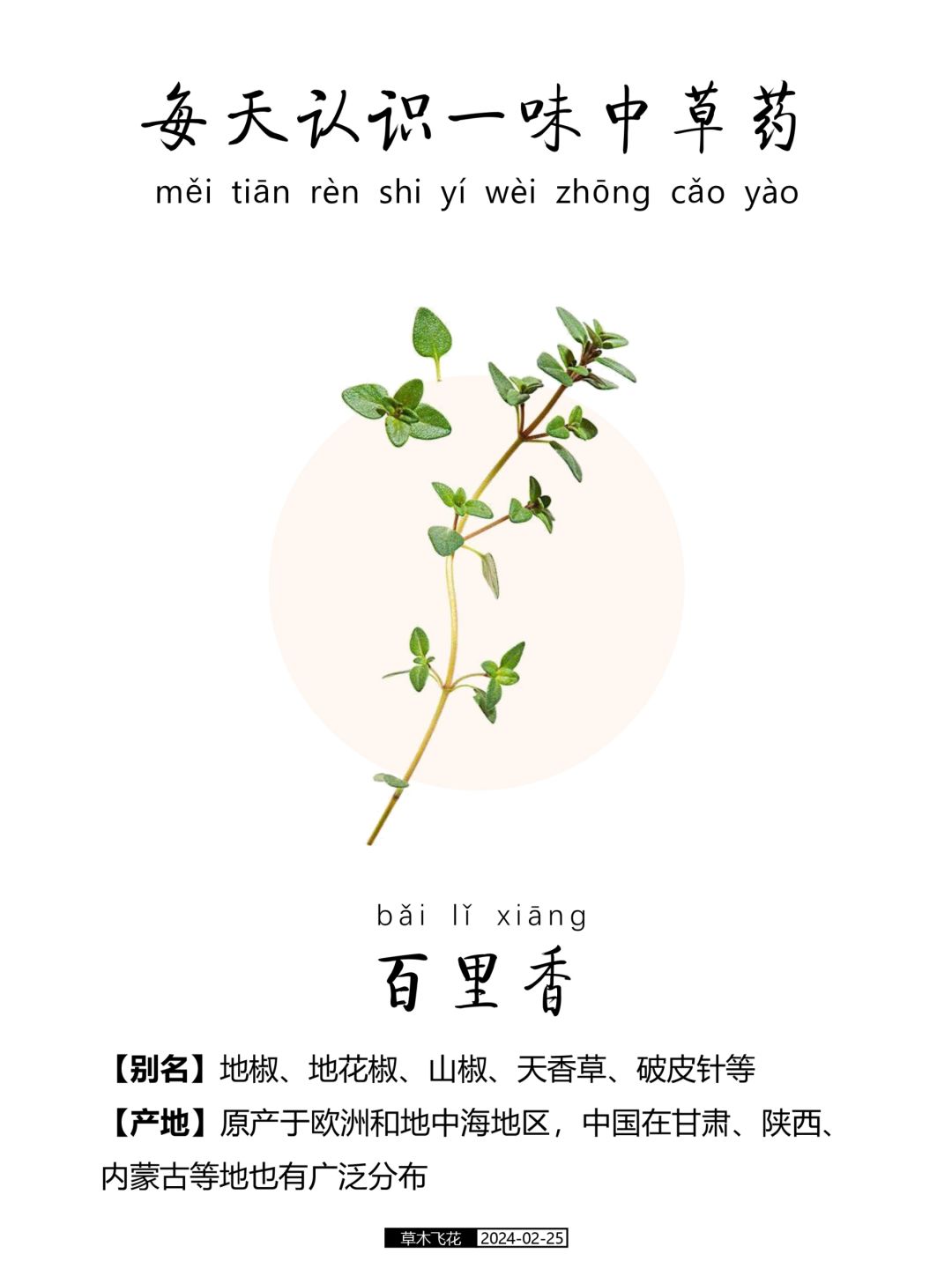 每天认识一味中草药-百里香☘️🌸