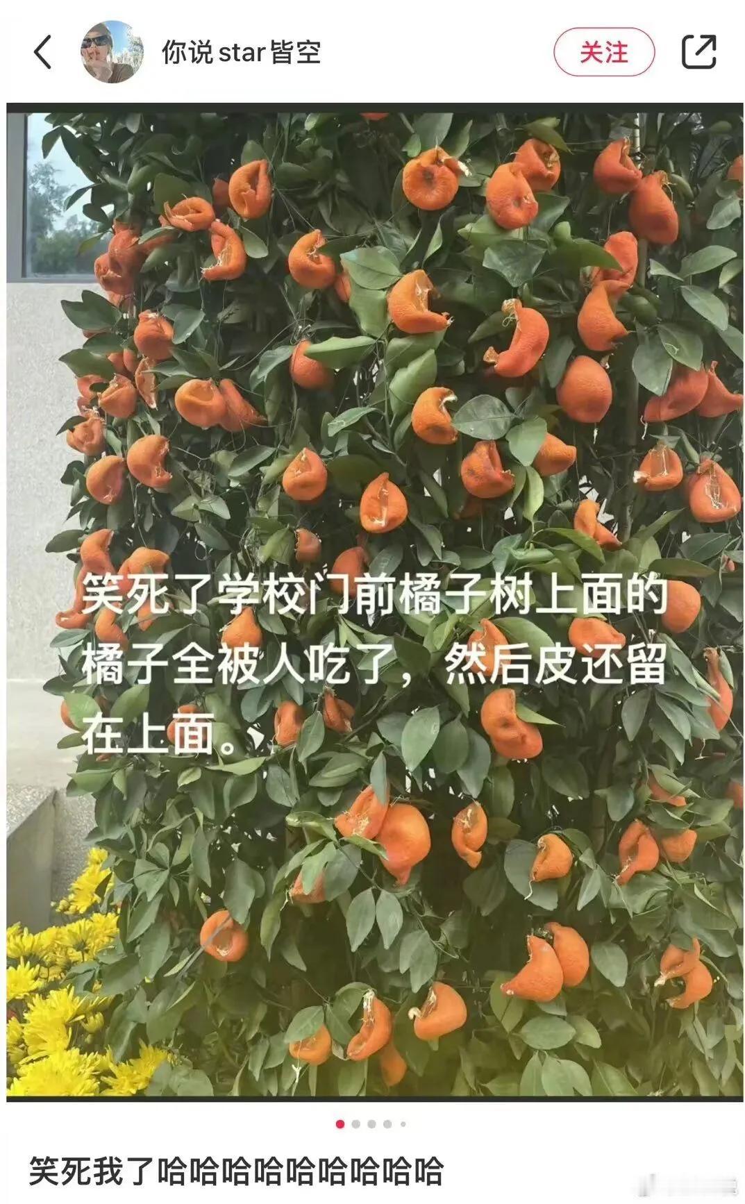 一出生就是陈皮