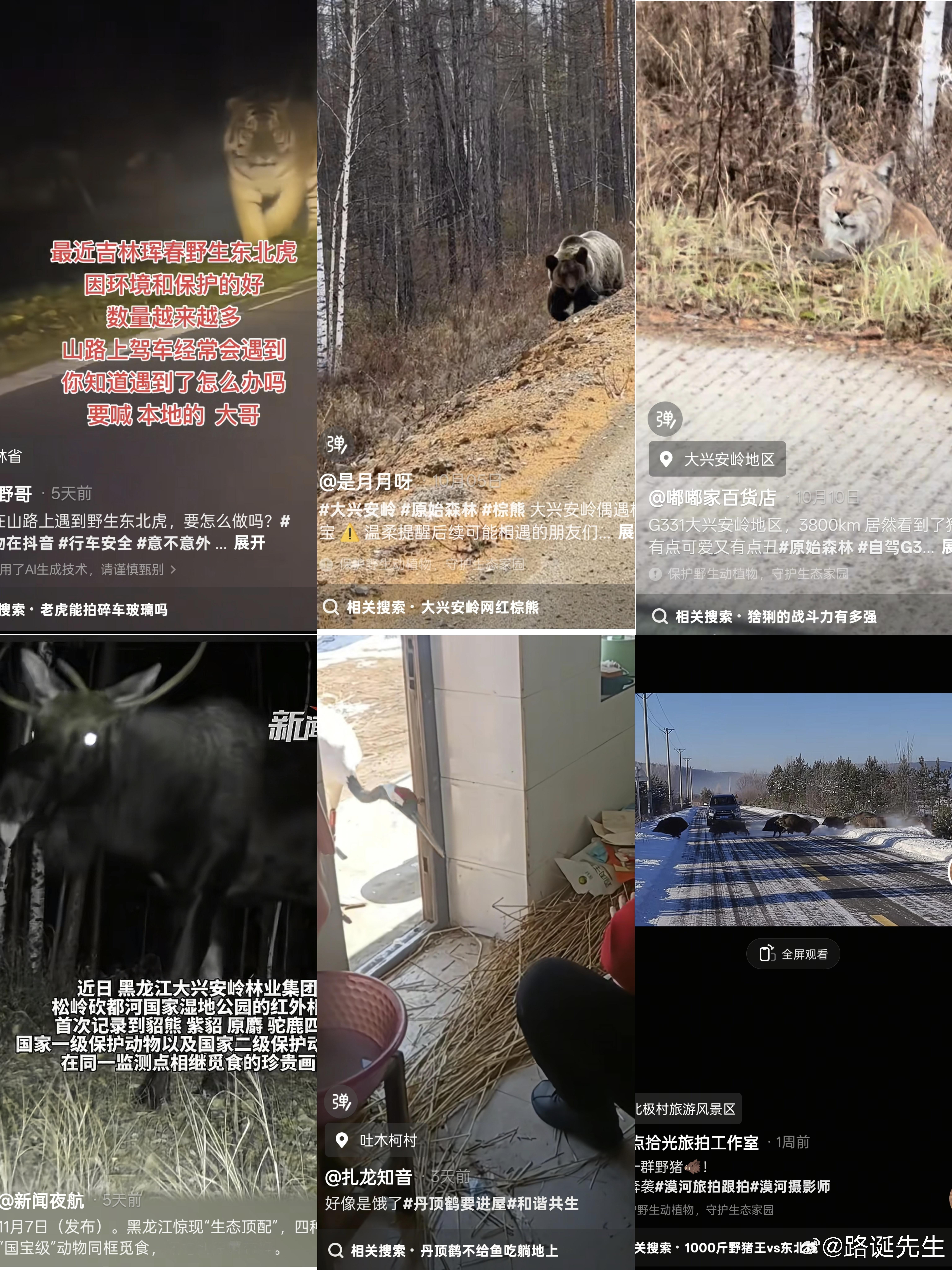 大家不是说动物园里的动物没意思吗，欢迎来东北旅游。 