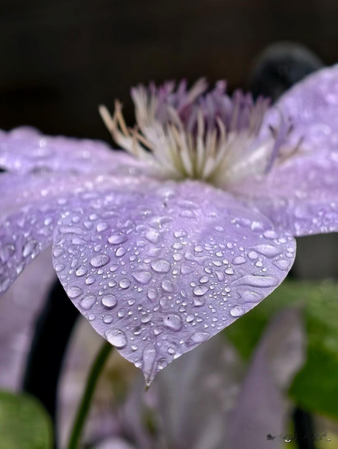 经历过风吹雨打的花
有没有漂亮的花朵图片吗
雨天的花，经历过风吹雨打，滴滴水珠晶