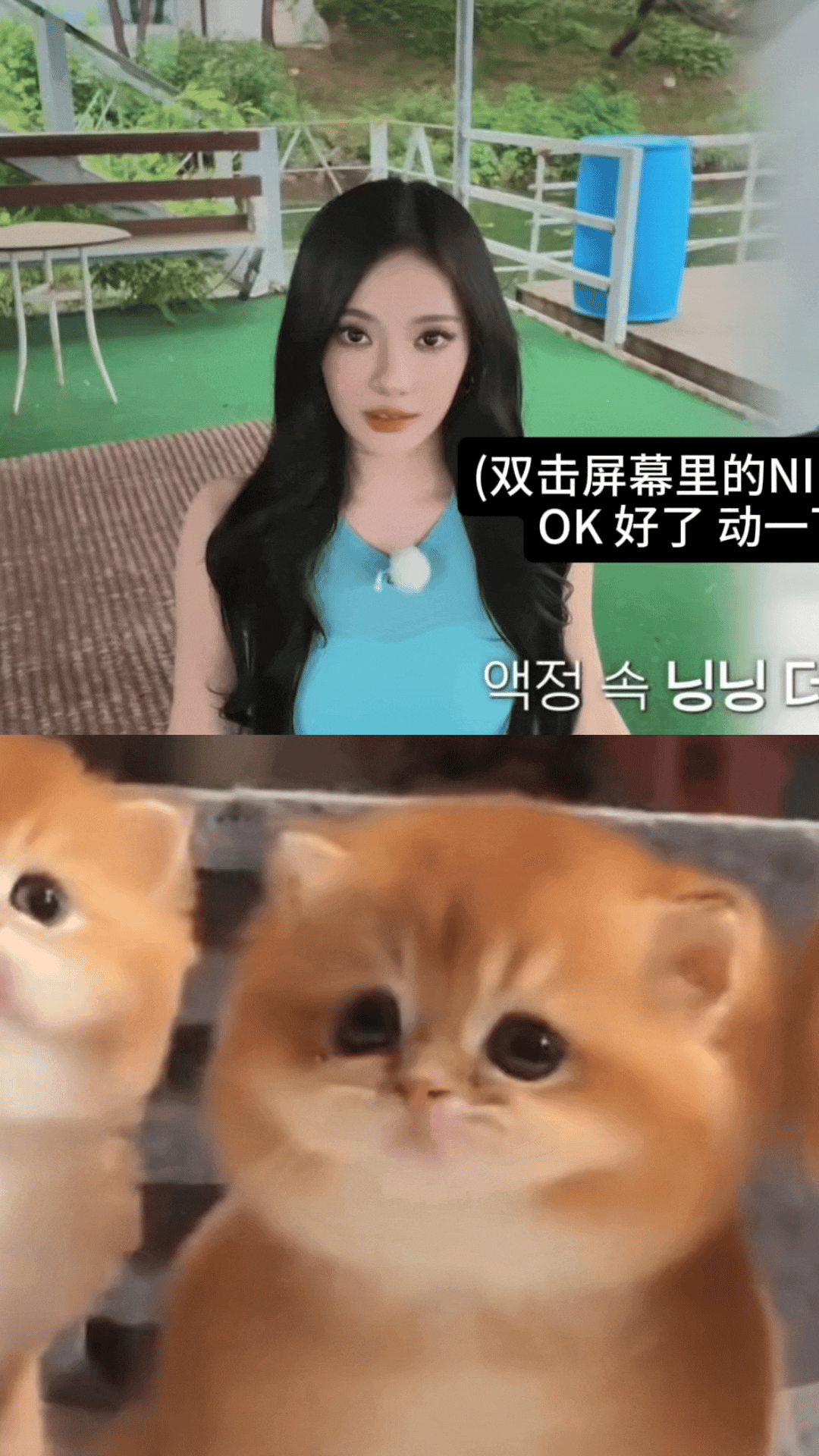 一模一样🐱🐱 