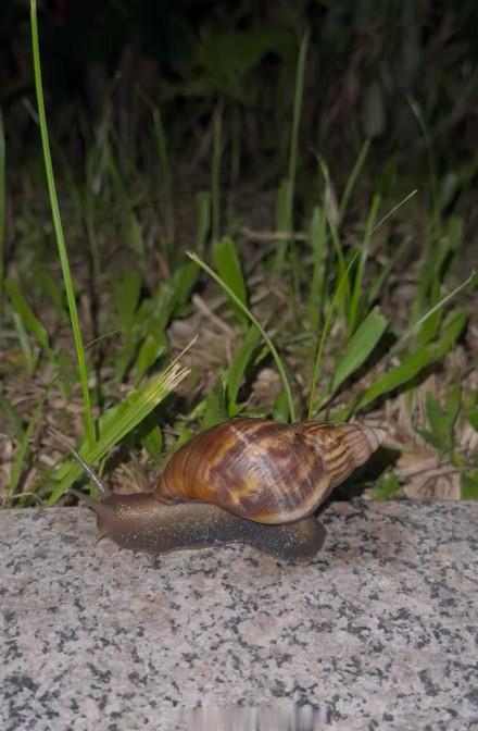 女童接触非洲大蜗牛引发严重脑炎