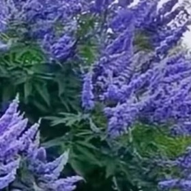 穗花牡荆1. 栽培方式：园土混合粗河沙，耐贫瘠土壤；落叶灌木，庭院地栽首选，盆栽