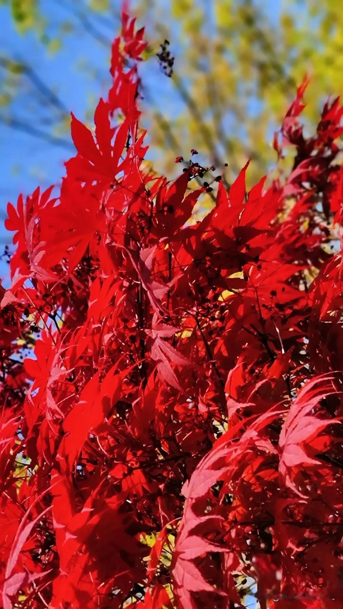 一一枫叶红🍁

一一秋意浓

一一【原创摄影】

一一拍摄于棒棰岛风景区

#