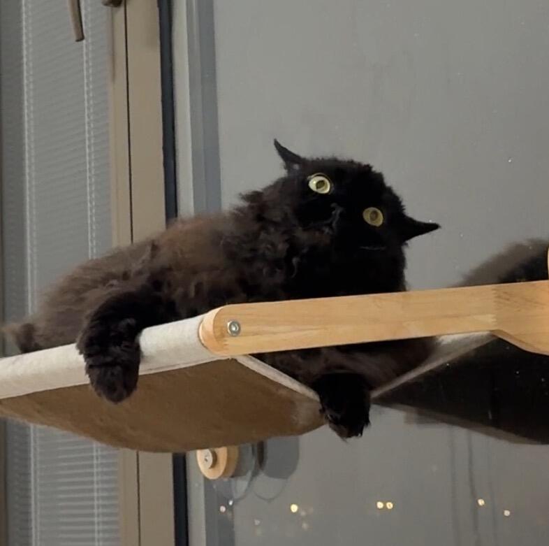谁家黑猫长这样