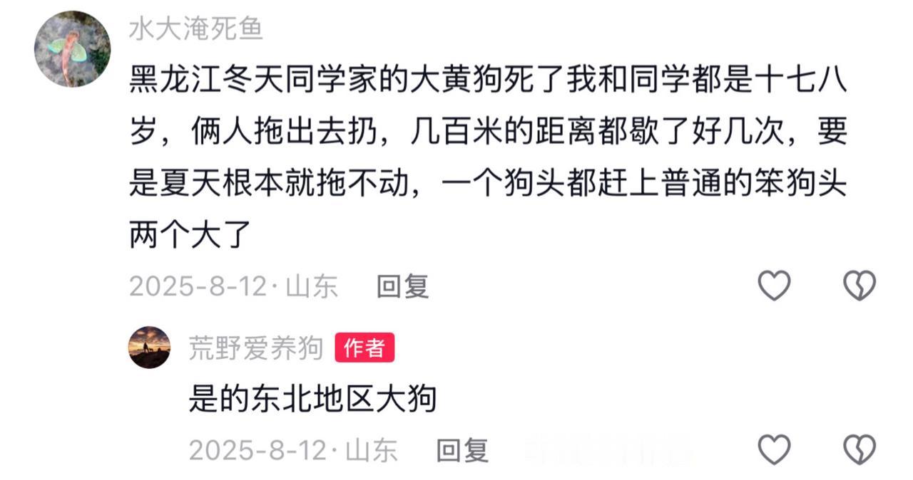 听说，东北大笨狗长得像小个子的高加索？十几年前，我第一次听东北地区的网友说过他们