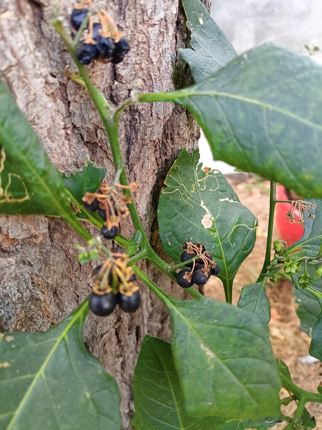 今在一个大院里，看到一棵小时候在地里常见的植物，叶子是绿色的，果实圆圆的，在未成