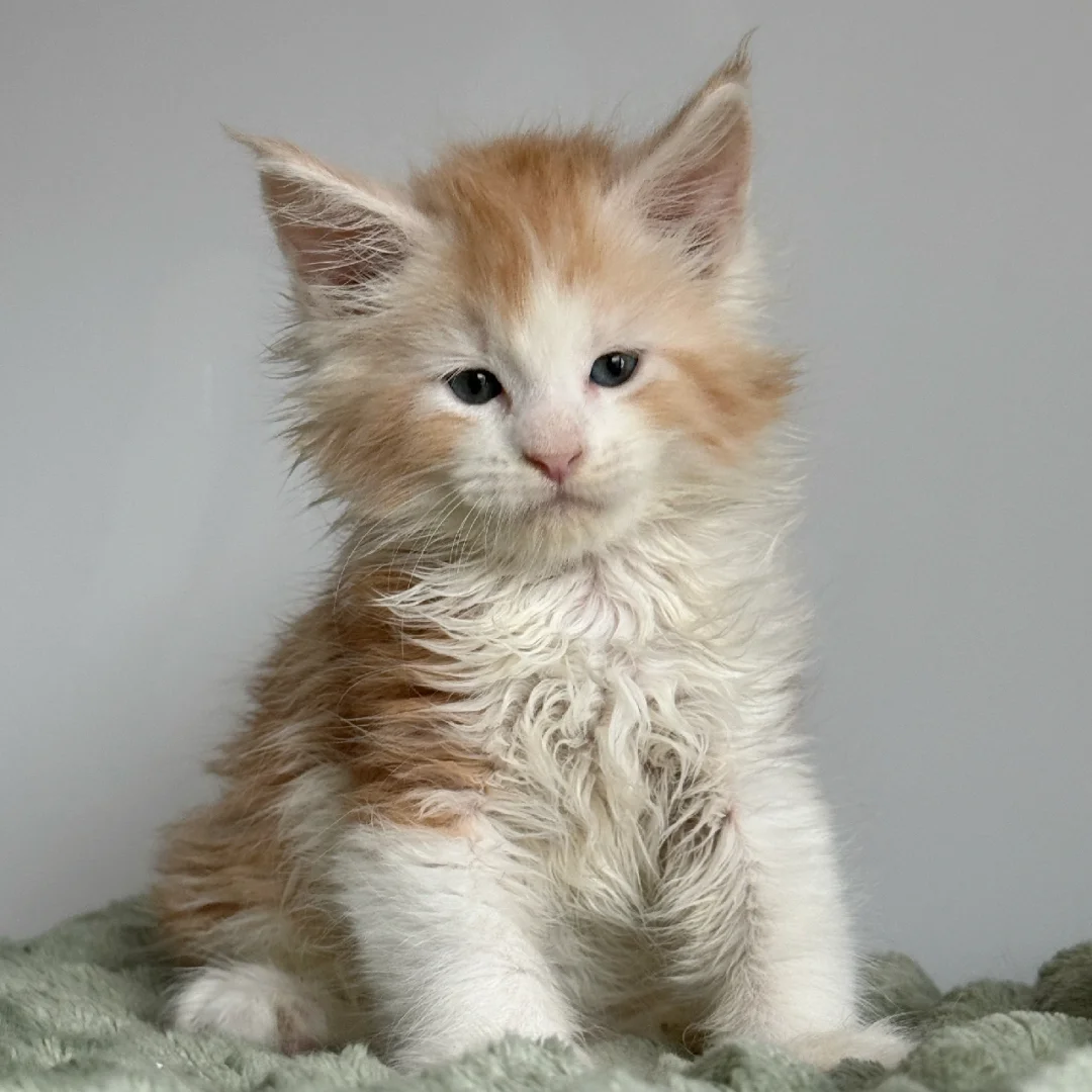 缅因｜凯米尔加白缅因弟弟