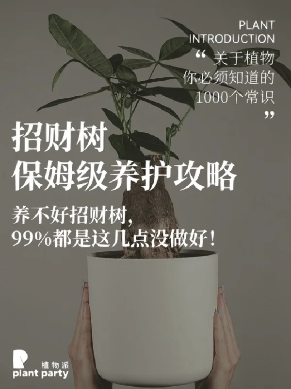 新手养不活招财树，99%都是犯了这几个错