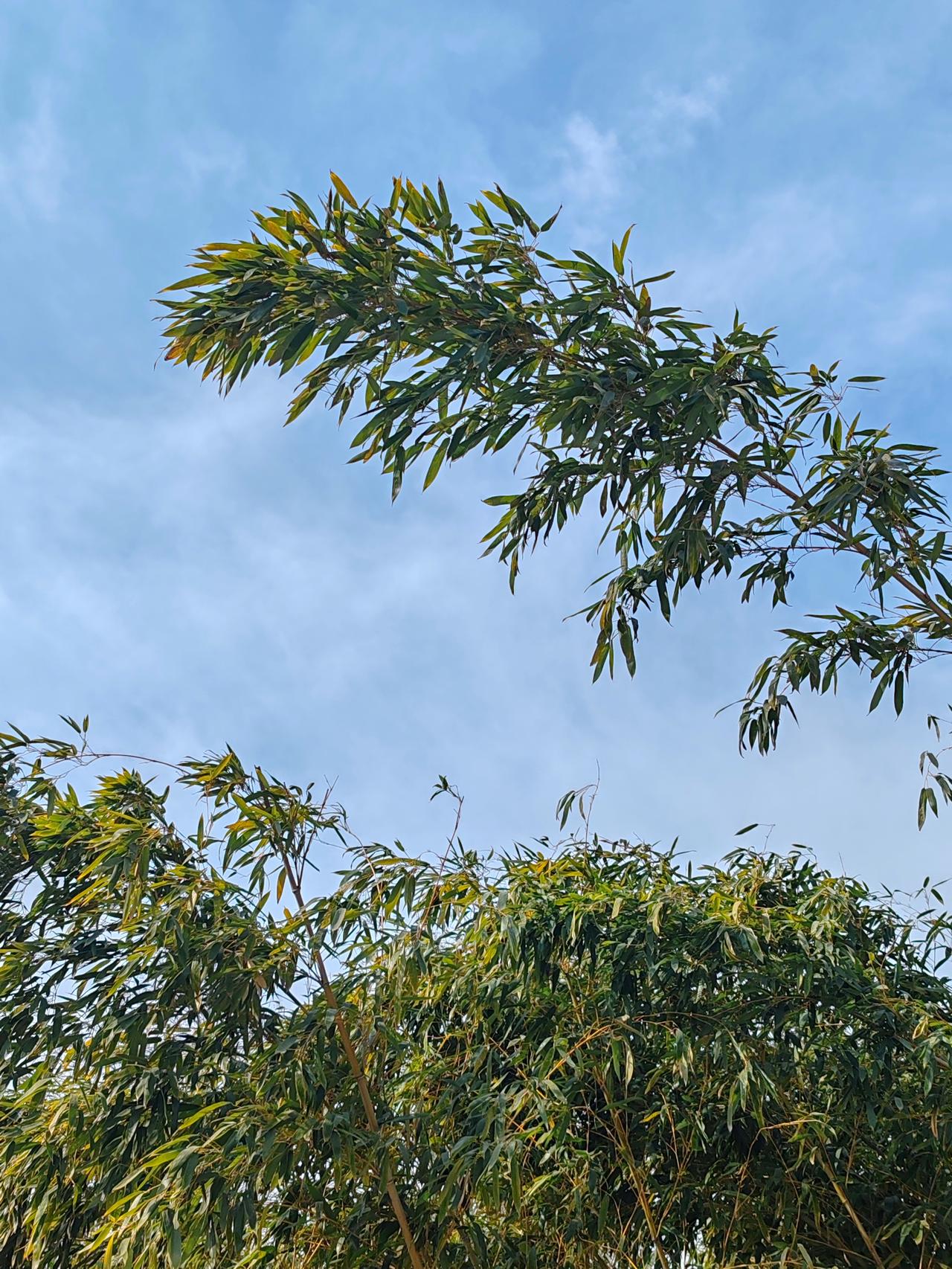 父爱如山，母爱似海。父母为子女殚精竭虑、身心俱疲，即便到了风烛残年，仍时刻心系儿
