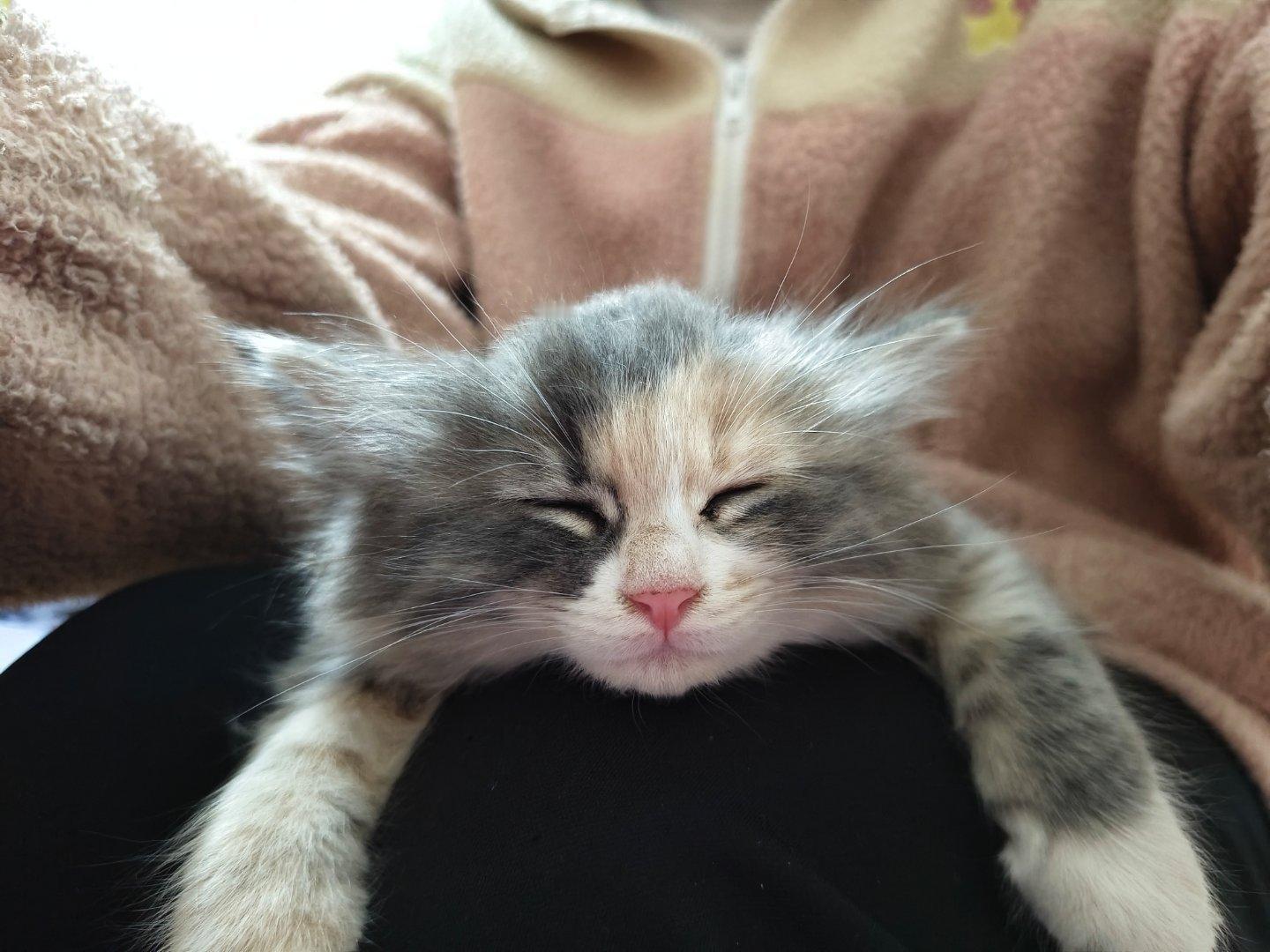 人，猫的睡颜美吗？ ​​​