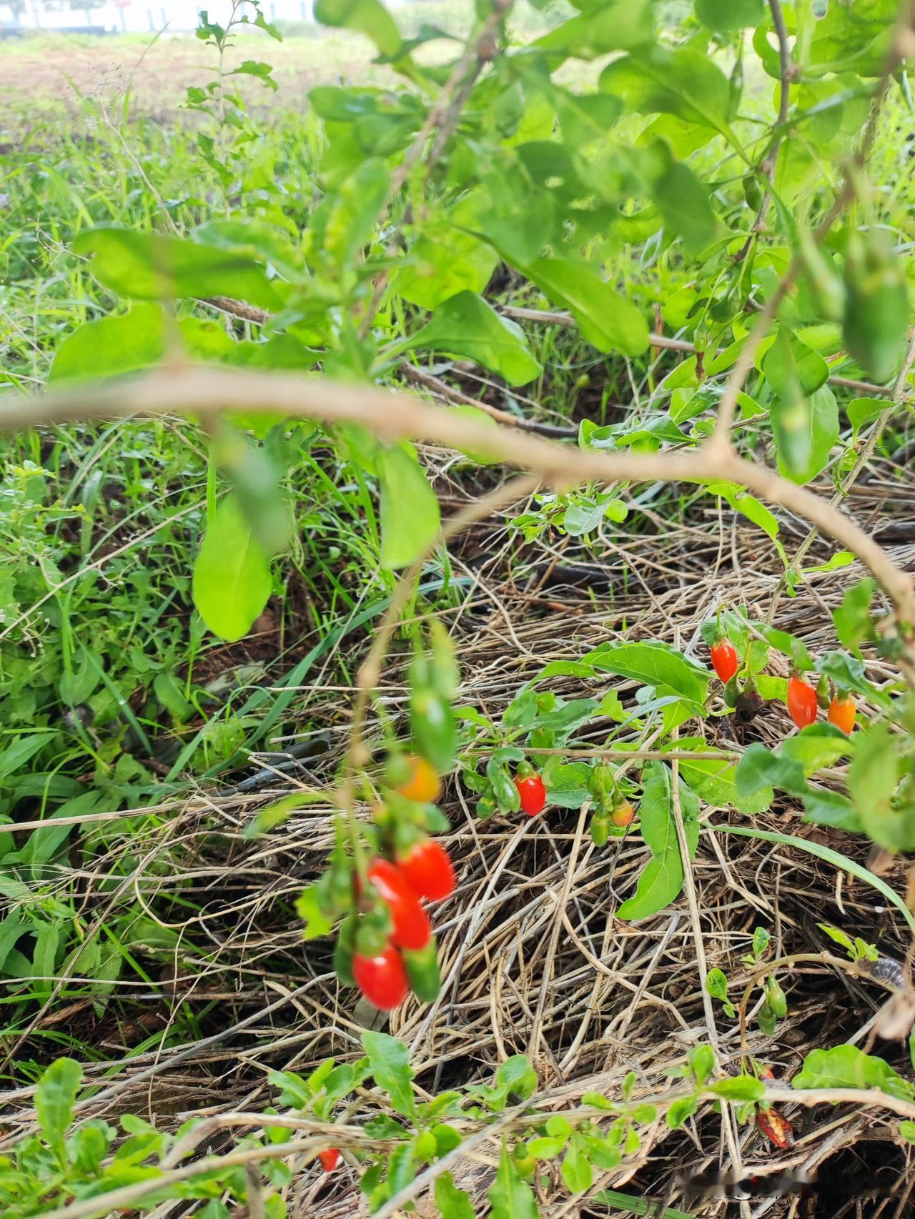路边野生这植物是野枸杞吗？