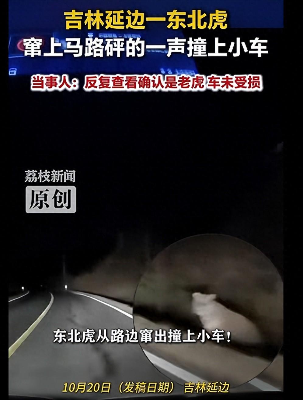车没坏、人没伤，真是祖上积德了！夜里县道上突然窜出个“大猫”，换谁都得懵，回家看