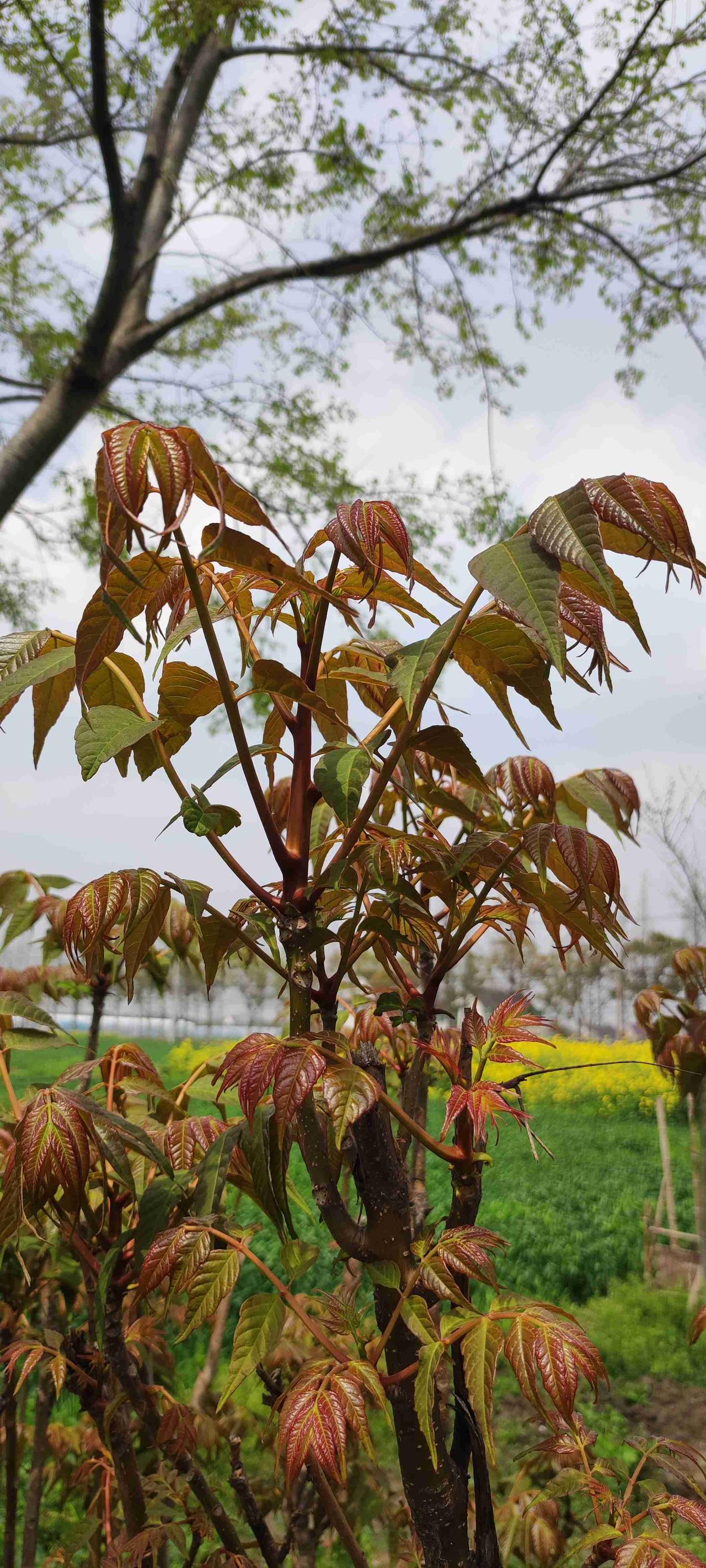 我的今日状态：😁轻松愉快
我这里的天气：☀️晴天
今天是负责采摘的日子。
第一