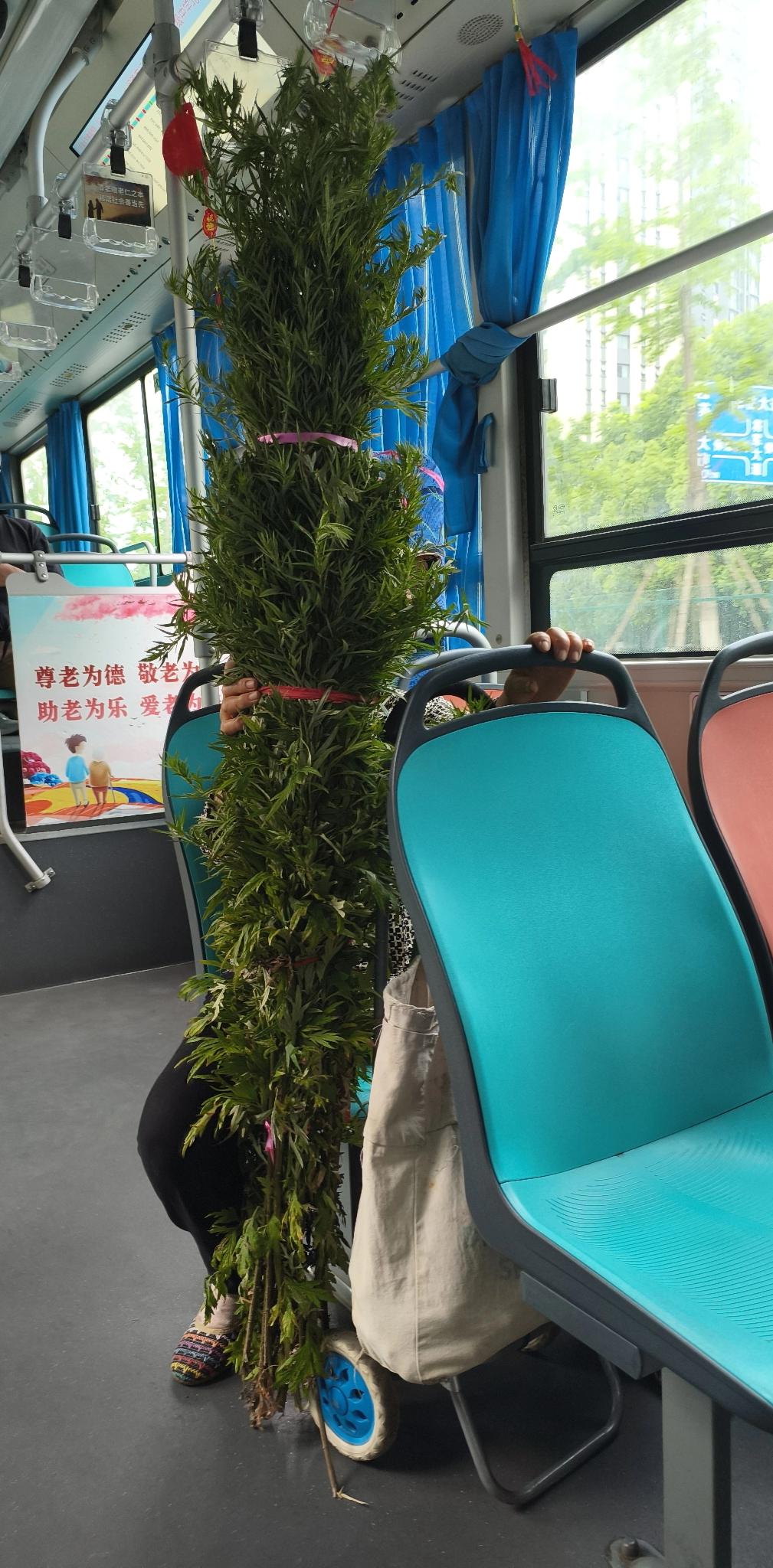 记录我的2026今天坐公交车，看见这一幕，一位老人拿了一把艾草，忽然意识到端午节