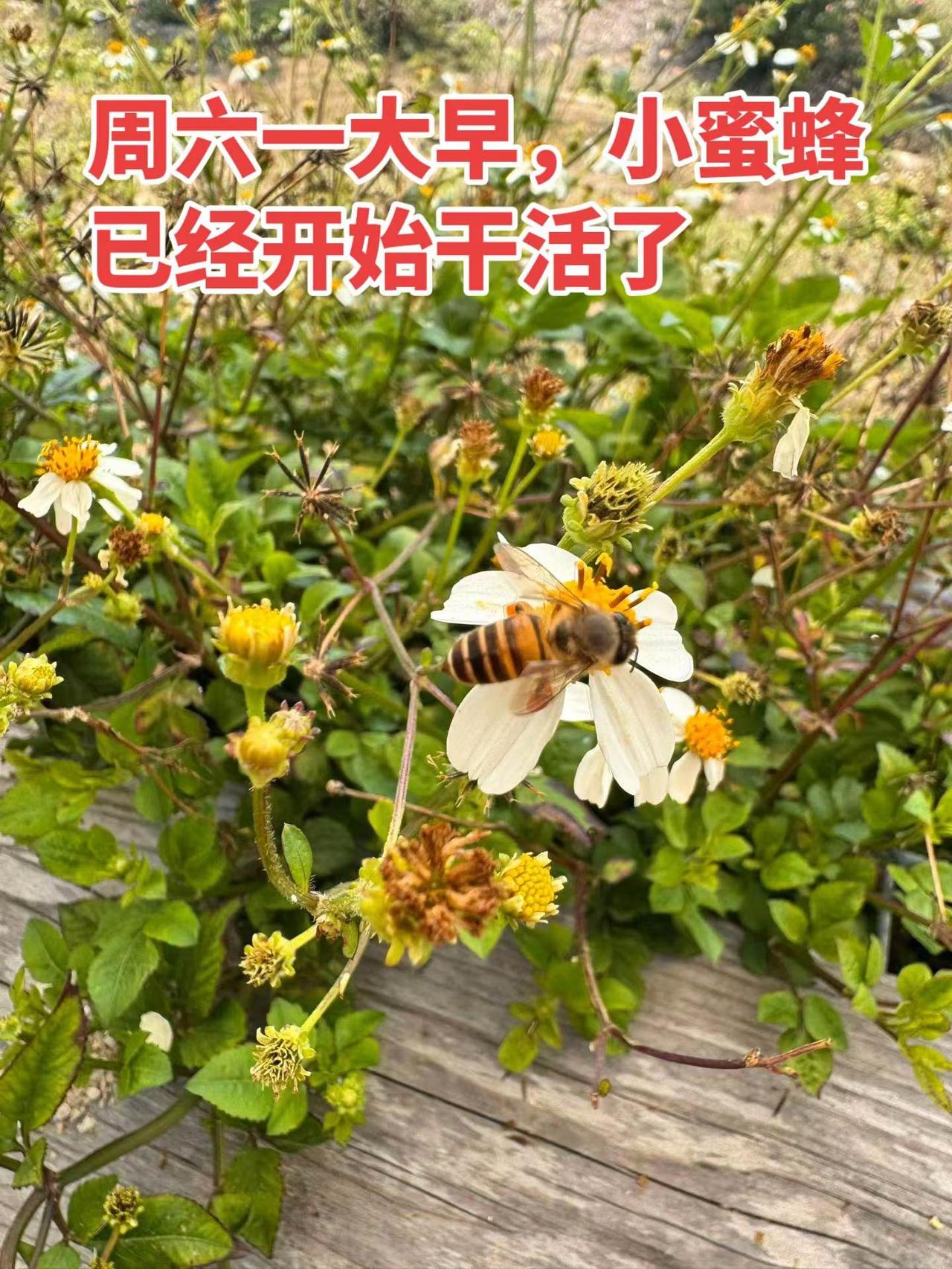 春天的浪漫是小蜜蜂给的。创作者伙伴计划入口 原来春天的浪漫，是一只小蜜蜂给的🐝