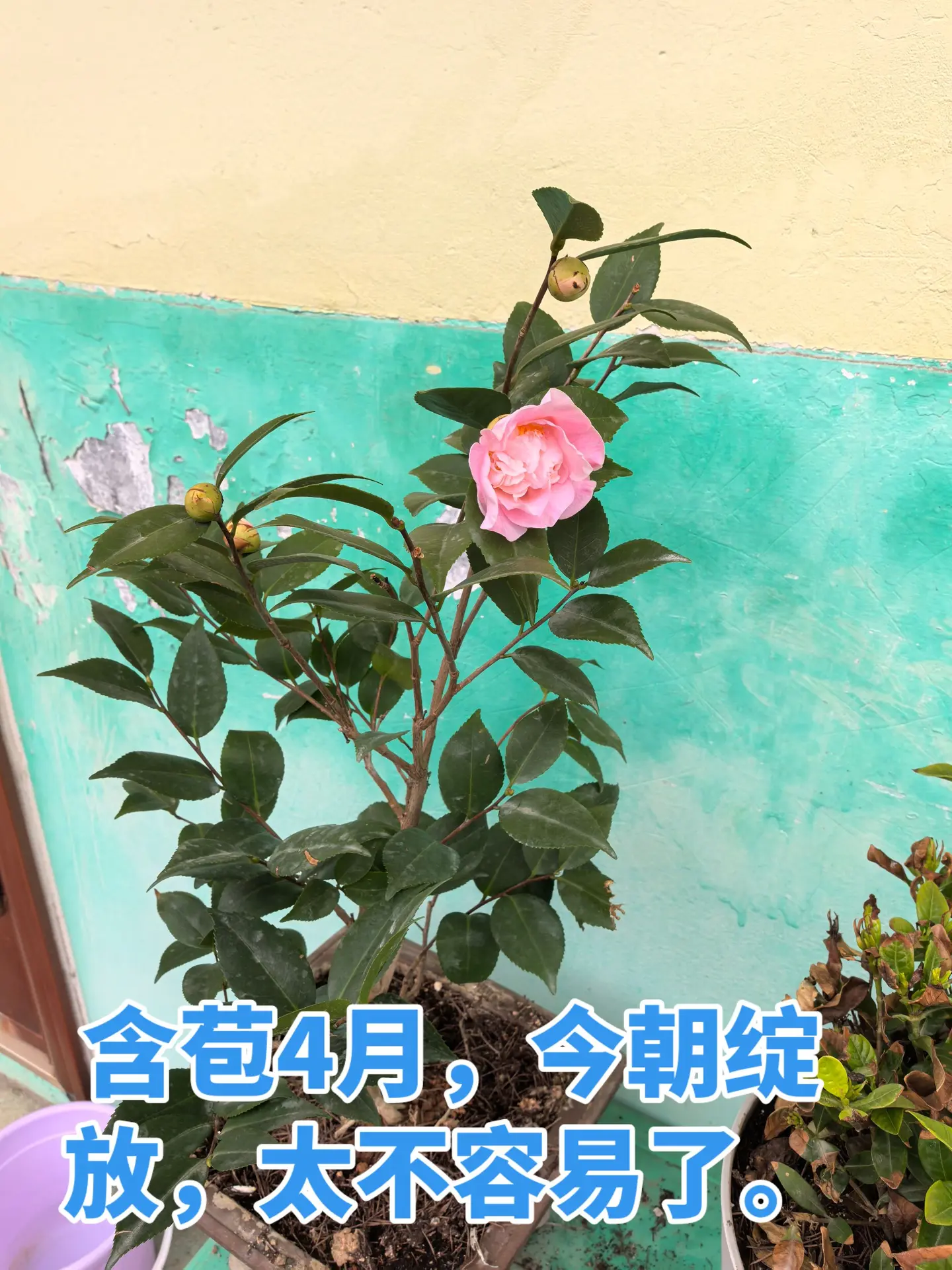 茶花开了